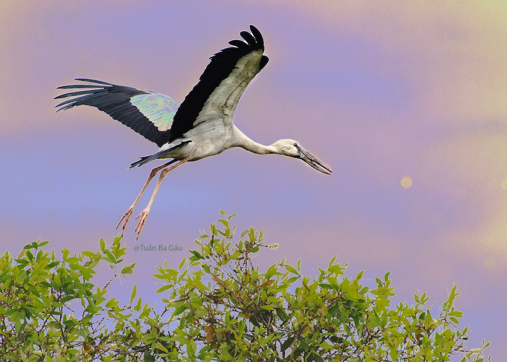 Wildlife photo 6