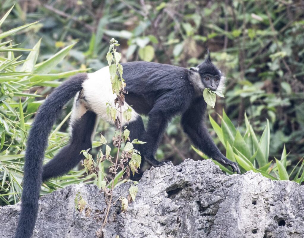 Vân Long Nature Reserve
