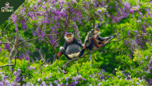 The majestic Red-shanked doucs with purple Than Mat flowers in Son Tra, Da Nang.