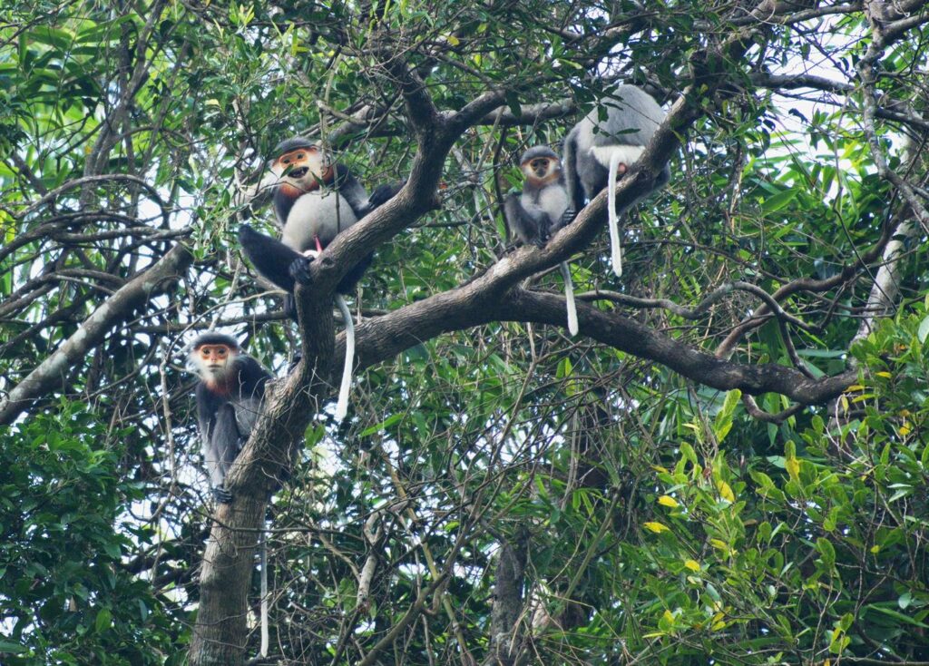RỪNG TAM MỸ TÂY
