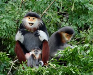 A douc langur family — with the father holding a fruit, the young son, and the mother sitting beside him — looked as if they were welcoming the students to this beautiful forest.