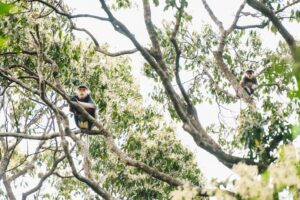 A group of douc langurs appeared just as the students were heading back to the vehicle.