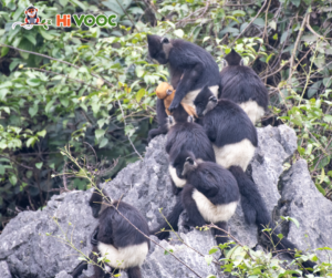 Một gia đình Voọc mông trắng. Ảnh: HiVOOC.