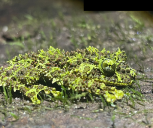 Vietnamese mossy tree frog. Picture: HiVOOC.