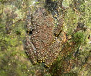 Gordon’s bug-eyed frog. Picture: HiVOOC.