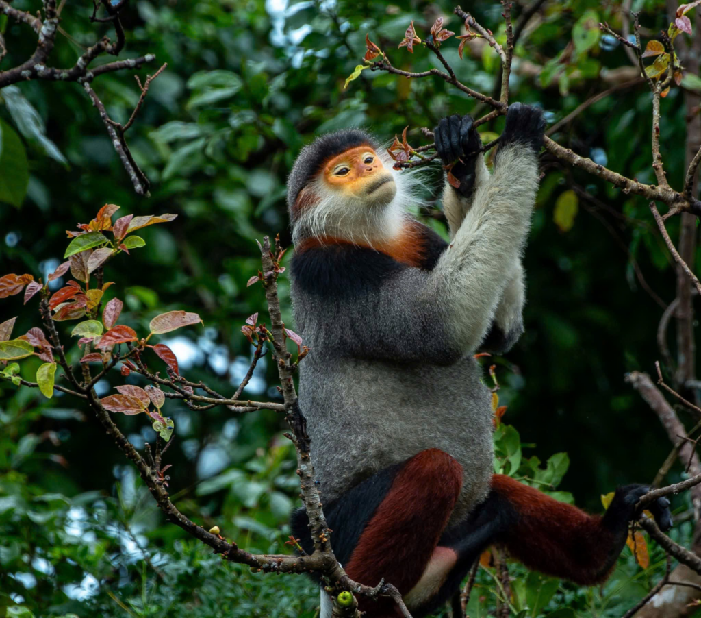A red-shanked douc feeds on leaves. Picture: HiVOOC.