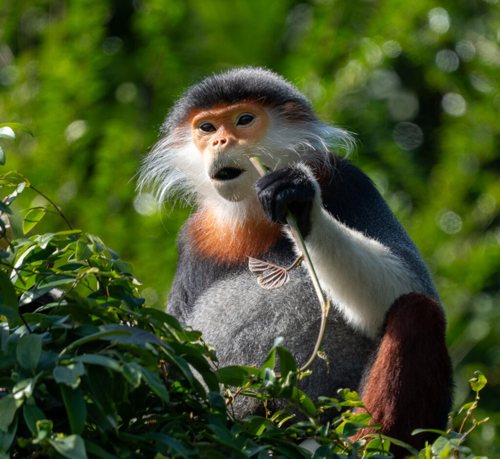 Red-shanked douc langur