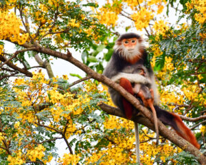 Glamorous golden flowers of Yellow flametrees (Peltophorum pterocarpum) from Son Tra Peninsula, Da Nang City, Vietnam. Picture: HiVOOC.