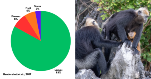 The diet of Cat Ba langurs percentagewise.