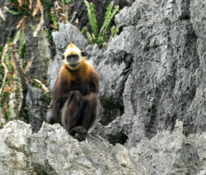 Cat Ba langurs possess a dense dark coat and a distinctive golden-orange crest on the head. Photo by HiVOOC.