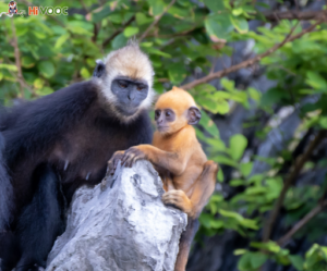 A female Cat Ba langur and its baby in orange fur. Photo by HiVOOC.