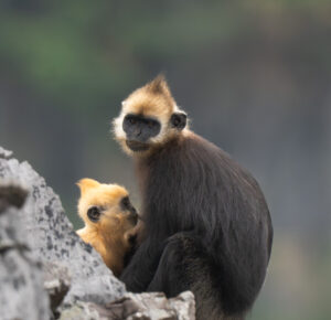 As the total population is under 100 individuals and intensely isolated on Cat Ba Island, more conservation efforts must be made to ensure the long-term survival of Cat Ba langur. Photo by HiVOOC.