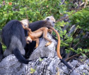 A female Cat Ba langur and its baby in orange fur. Photo by HiVOOC.