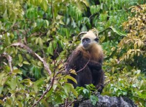 Cat Ba langur contributes greatly to Vietnam’s and the world’s biodiversity. Photo by HiVOOC’s customers Frank and Petra.