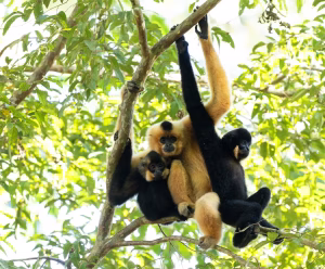 Yellow-cheeked gibbon family — golden female, infant and black male — in the canopy at Cat Tien National Park, Vietnam