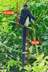 Size diagram of a Delacour's langur showing its 57 to 62 cm body and about 90 cm tail, perched in a tree in Vietnam