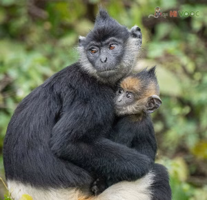 Delacour's langur family group with baby among green foliage in northern Vietnam.