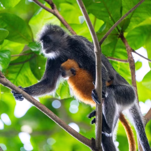 Mother silvered langur carrying her bright-orange baby along a branch in Kien Giang, Vietnam