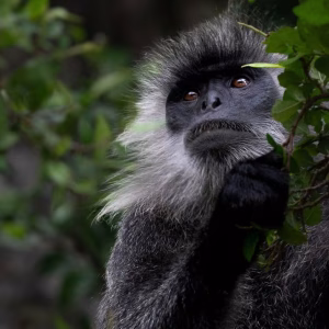 Close-up of a wild silvered langur's face showing its grey crest, pale ruff and dark face, in Vietnam