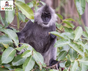 Silvered langur perched among broad green leaves while feeding, in Vietnam
