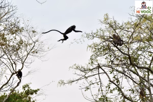 Silvered langur leaping mid-air between two treetops with its tail streaming behind, in Vietnam