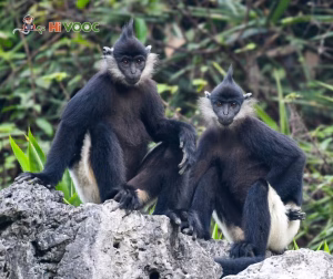 Two Delacour's langurs sitting on a limestone karst with green forest behind, in Vietnam